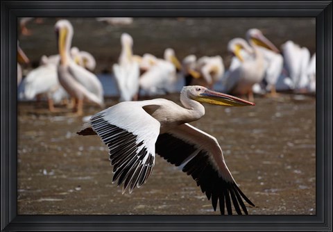 Framed White Pelican birds in flight, Lake Nakuru, Kenya Print