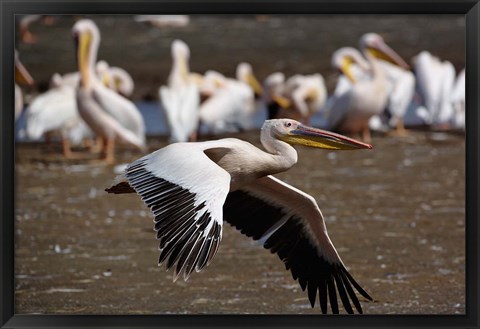 Framed White Pelican birds in flight, Lake Nakuru, Kenya Print