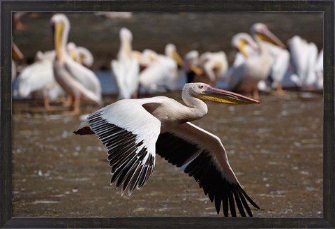Framed White Pelican birds in flight, Lake Nakuru, Kenya Print