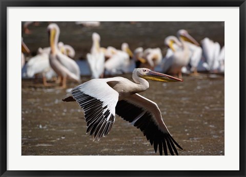 Framed White Pelican birds in flight, Lake Nakuru, Kenya Print