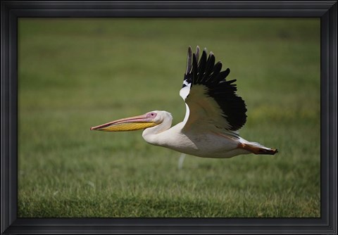 Framed White Pelican bird in flight, Lake Nakuru, Kenya Print