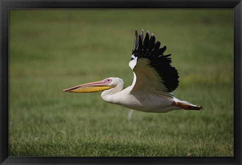 Framed White Pelican bird in flight, Lake Nakuru, Kenya Print