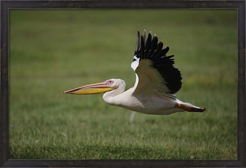 Framed White Pelican bird in flight, Lake Nakuru, Kenya Print