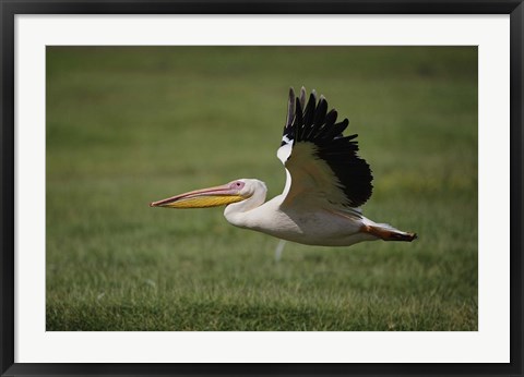 Framed White Pelican bird in flight, Lake Nakuru, Kenya Print