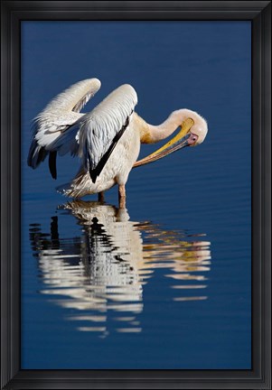 Framed White Pelican bird, Lake Nakuru National Park, Kenya Print