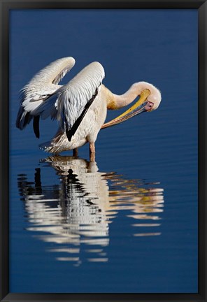 Framed White Pelican bird, Lake Nakuru National Park, Kenya Print