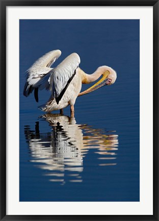 Framed White Pelican bird, Lake Nakuru National Park, Kenya Print