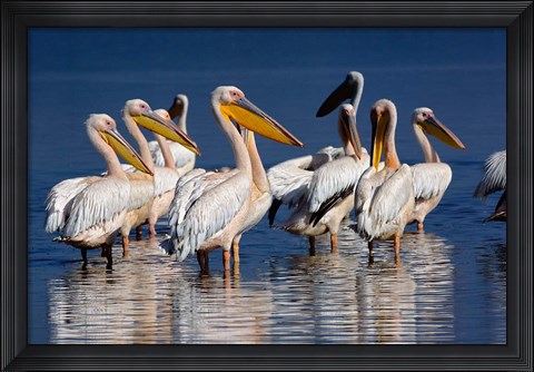 Framed Group of White Pelican birds in the water, Lake Nakuru, Kenya Print