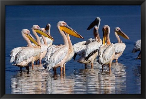 Framed Group of White Pelican birds in the water, Lake Nakuru, Kenya Print