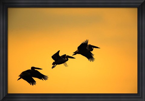 Framed White Pelican birds, Lake Manyara National Park, Tanzania Print
