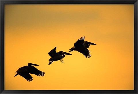 Framed White Pelican birds, Lake Manyara National Park, Tanzania Print