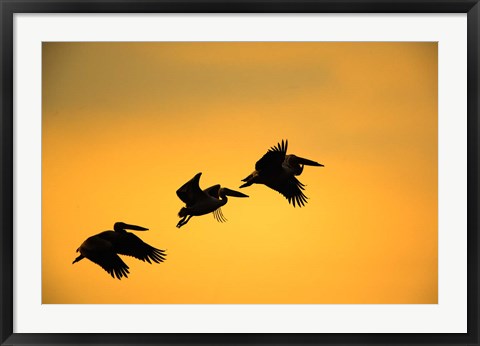 Framed White Pelican birds, Lake Manyara National Park, Tanzania Print