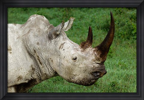 Framed Head of a White Rhinoceros, Lake Nakuru National Park, Kenya Print