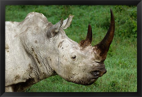 Framed Head of a White Rhinoceros, Lake Nakuru National Park, Kenya Print