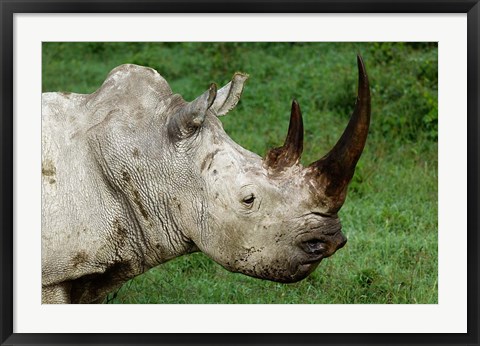 Framed Head of a White Rhinoceros, Lake Nakuru National Park, Kenya Print