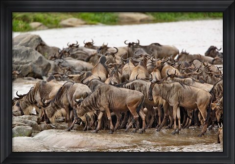 Framed Wildebeest herd wildlife, Serengeti NP, Tanzania Print