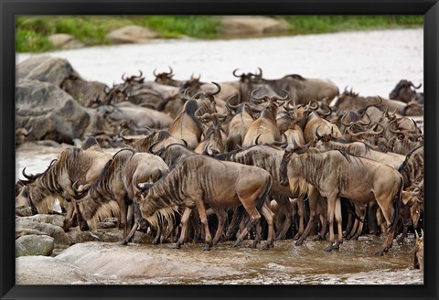 Framed Wildebeest herd wildlife, Serengeti NP, Tanzania Print