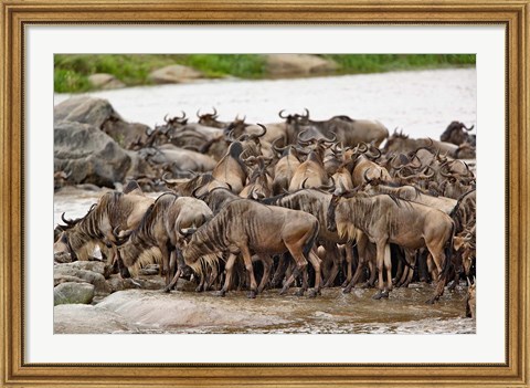 Framed Wildebeest herd wildlife, Serengeti NP, Tanzania Print