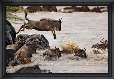 Framed Wildebeest jumping into Mara River, Masai Mara Game Reserve, Kenya Print
