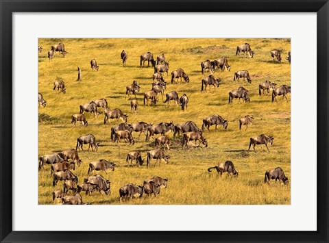 Framed Wildebeest Migration, Masai Mara Game Reserve, Kenya Print