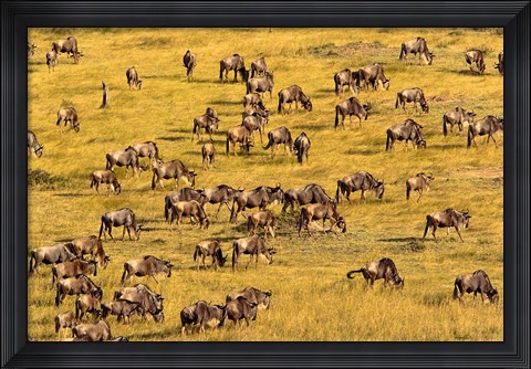 Framed Wildebeest Migration, Masai Mara Game Reserve, Kenya Print