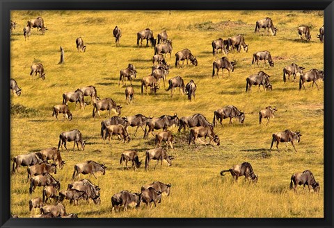 Framed Wildebeest Migration, Masai Mara Game Reserve, Kenya Print