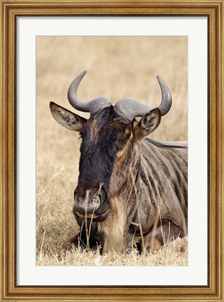 Framed Wildebeest resting, Ngorongoro Crater, Tanzania Print