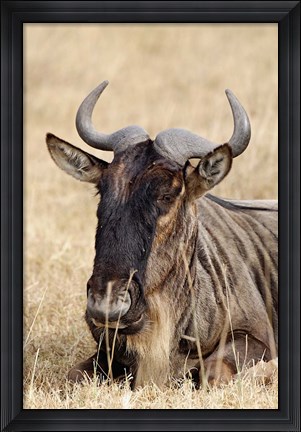Framed Wildebeest resting, Ngorongoro Crater, Tanzania Print