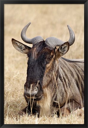 Framed Wildebeest resting, Ngorongoro Crater, Tanzania Print