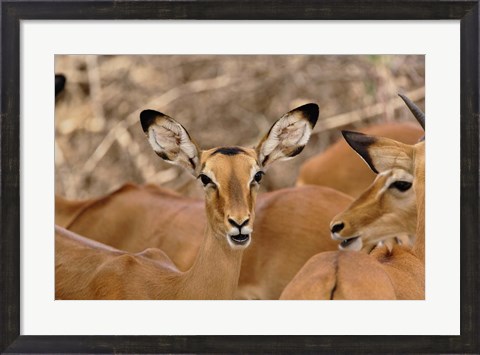Framed Wildlife, Female Impala, Samburu Game Reserve, Kenya Print