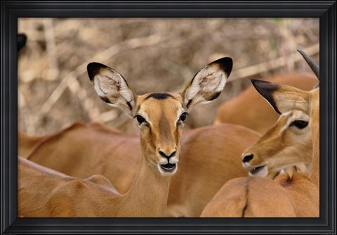 Framed Wildlife, Female Impala, Samburu Game Reserve, Kenya Print