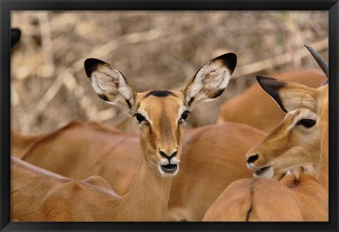 Framed Wildlife, Female Impala, Samburu Game Reserve, Kenya Print