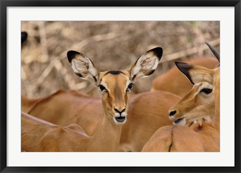 Framed Wildlife, Female Impala, Samburu Game Reserve, Kenya Print