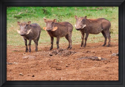 Framed Warthog, Aberdare National Park, Kenya Print