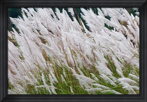 Framed Wild dogtail grasses swaying in wind, Bhutan Print