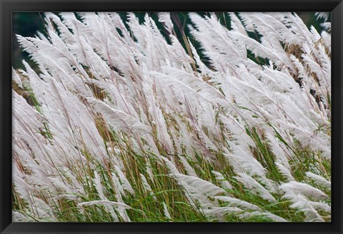 Framed Wild dogtail grasses swaying in wind, Bhutan Print