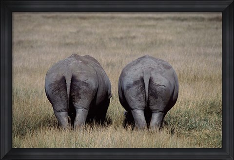 Framed White Rhinos in Lake Nakuru National Park, Kenya Print