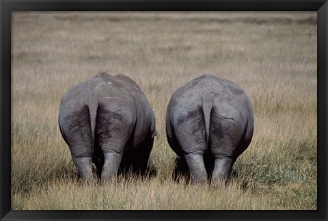 Framed White Rhinos in Lake Nakuru National Park, Kenya Print