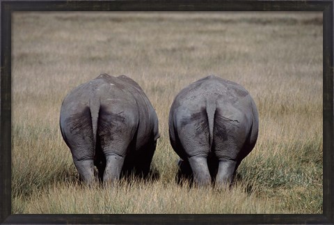 Framed White Rhinos in Lake Nakuru National Park, Kenya Print