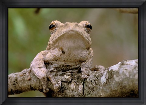 Framed Tree Frog, Phinda Reserve, South Africa Print