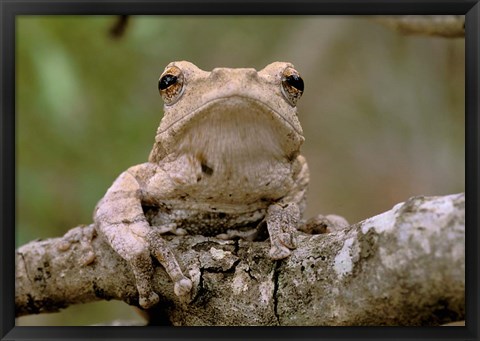 Framed Tree Frog, Phinda Reserve, South Africa Print