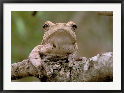 Framed Tree Frog, Phinda Reserve, South Africa Print