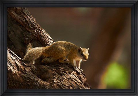 Framed Tree squirrel, Okavango Delta, Botswana, Africa Print