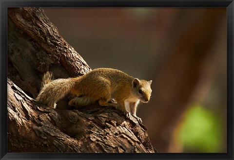 Framed Tree squirrel, Okavango Delta, Botswana, Africa Print