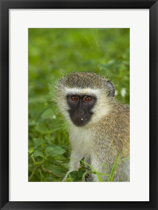 Framed Vervet Monkey, Chlorocebus pygerythrus, Kruger NP, South Africa Print