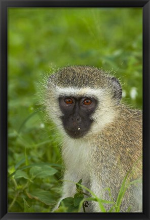 Framed Vervet Monkey, Chlorocebus pygerythrus, Kruger NP, South Africa Print