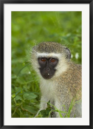 Framed Vervet Monkey, Chlorocebus pygerythrus, Kruger NP, South Africa Print