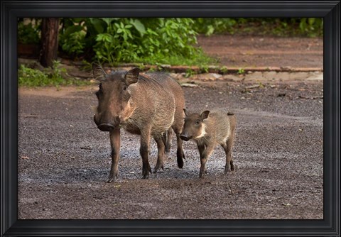 Framed Warthog and babies, Chobe Safari Lodge, Kasane, Botswana, Africa Print