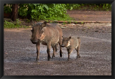 Framed Warthog and babies, Chobe Safari Lodge, Kasane, Botswana, Africa Print