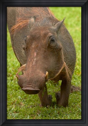 Framed Warthog, Kruger National Park, South Africa Print